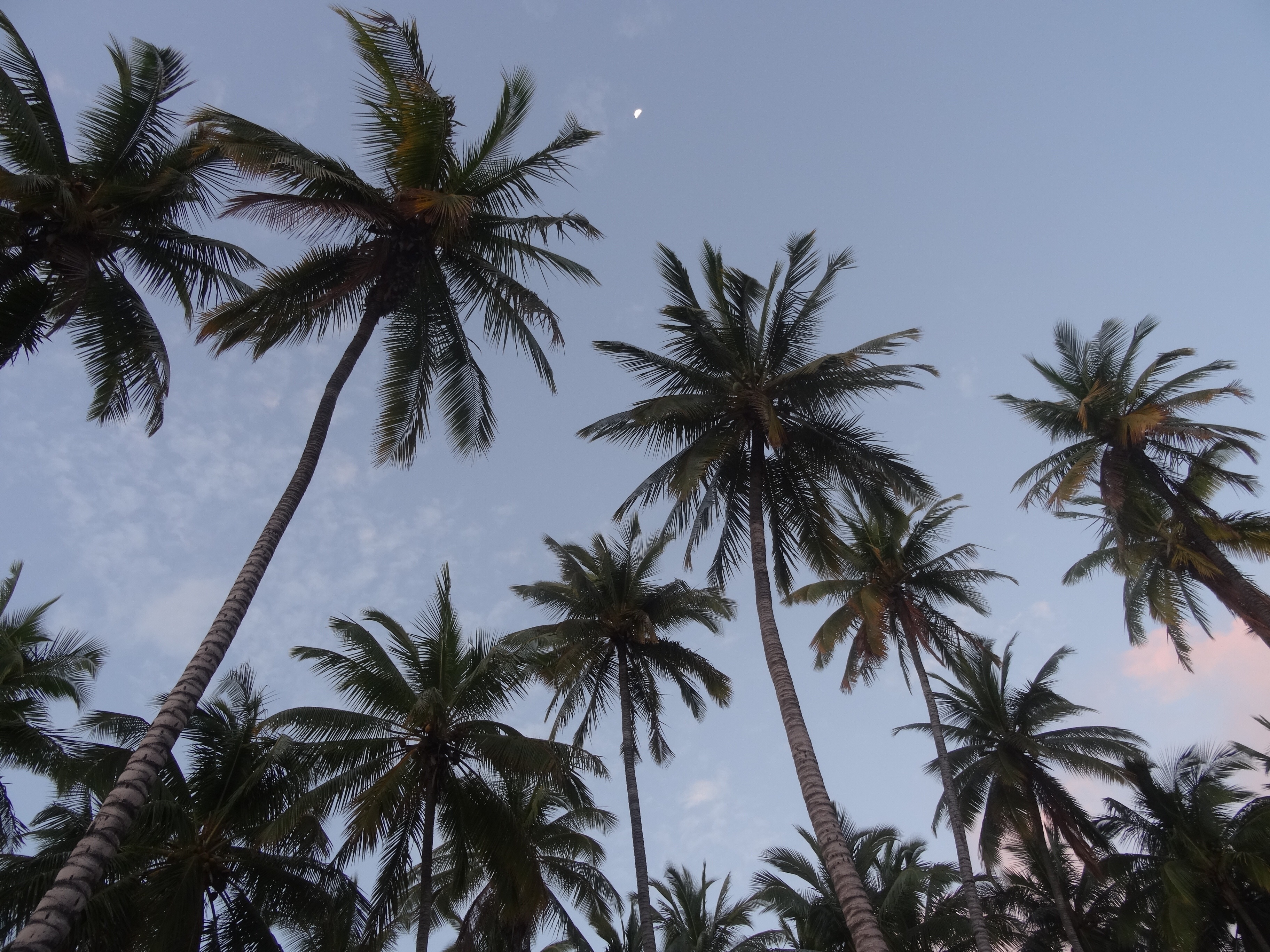 Palm oil producers news