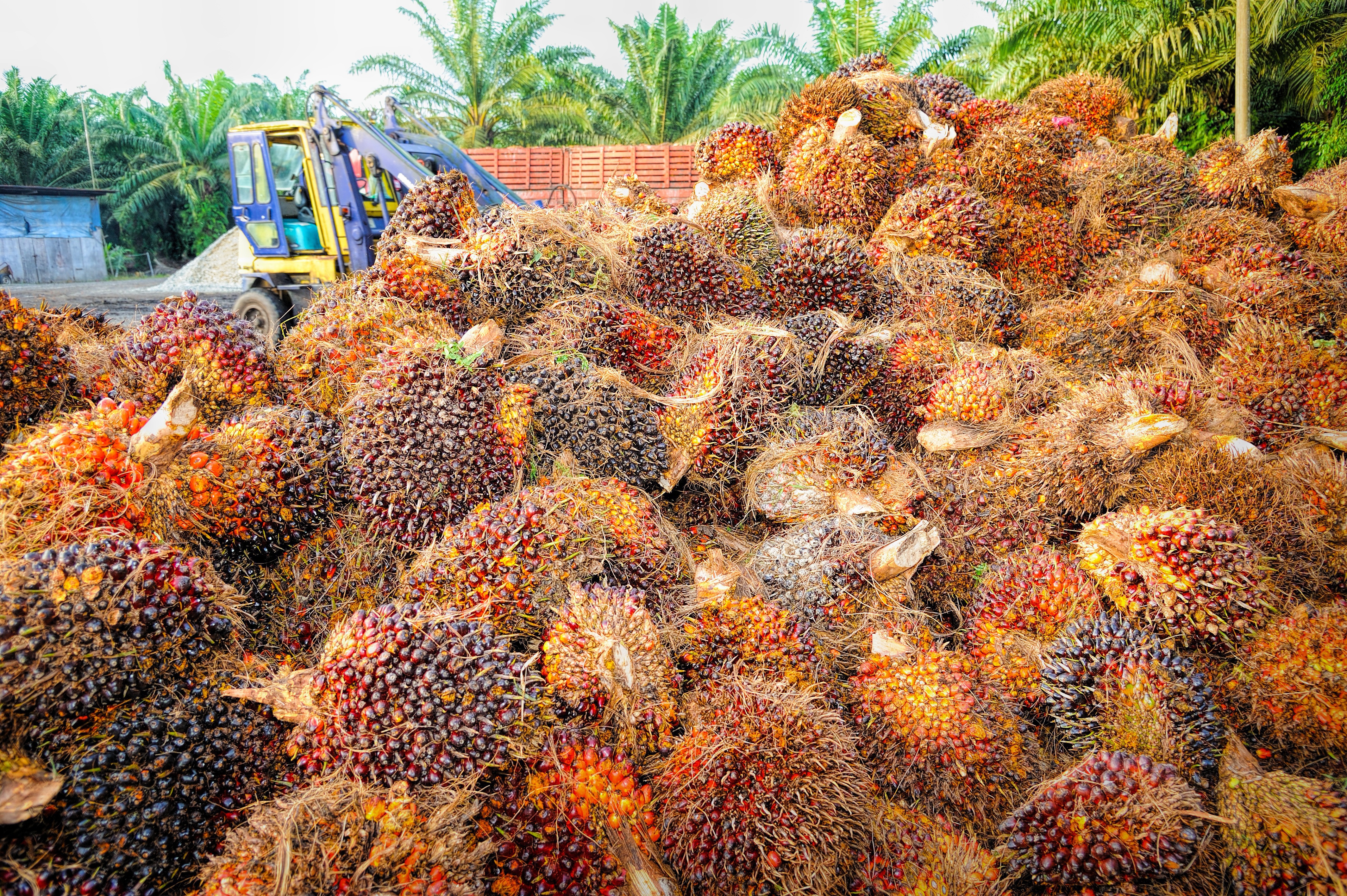 Nigeria palm oil strategy